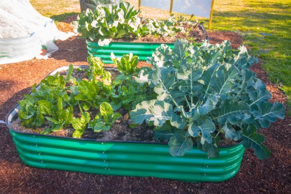 Raised Garden Bed